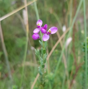 Comesperma retusum at Cotter River, ACT - 28 Feb 2023 09:37 AM