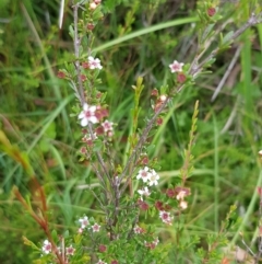 Baeckea utilis (Mountain Baeckea) at Cotter River, ACT - 28 Feb 2023 by BethanyDunne