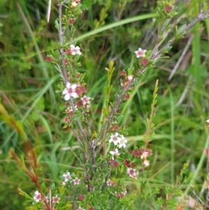 Baeckea utilis at Cotter River, ACT - 28 Feb 2023 09:42 AM