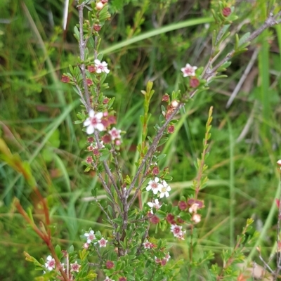 Baeckea utilis (Mountain Baeckea) at Cotter River, ACT - 28 Feb 2023 by BethanyDunne