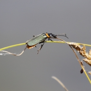 Chauliognathus lugubris at Gordon, ACT - 2 Mar 2023