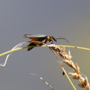 Chauliognathus lugubris at Gordon, ACT - 2 Mar 2023