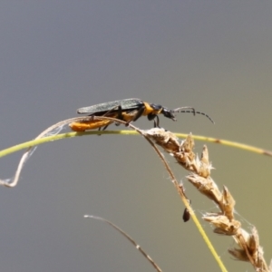 Chauliognathus lugubris at Gordon, ACT - 2 Mar 2023 12:30 PM