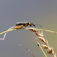 Chauliognathus lugubris at Gordon, ACT - 2 Mar 2023 12:30 PM