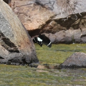 Papilio aegeus at Gordon, ACT - 2 Mar 2023