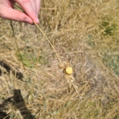 Backobourkia brounii (Broun's orb weaver) at Jerrabomberra, ACT - 1 Mar 2023 by Kym