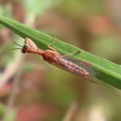 Campion sp. (genus) (Mantis Fly) at Gordon, ACT - 2 Mar 2023 by RodDeb