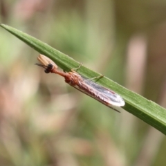 Campion sp. (genus) at Gordon, ACT - 2 Mar 2023