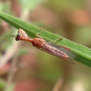 Campion sp. (genus) at Gordon, ACT - 2 Mar 2023