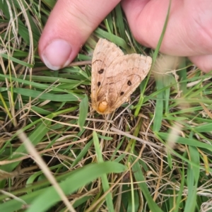 Anthela ocellata at Jerrabomberra, ACT - 1 Mar 2023