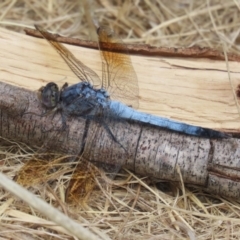 Orthetrum caledonicum (Blue Skimmer) at Gordon, ACT - 2 Mar 2023 by RodDeb