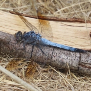 Orthetrum caledonicum at Gordon, ACT - 2 Mar 2023 11:54 AM