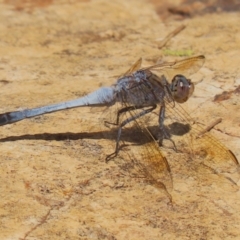 Orthetrum caledonicum at Gordon, ACT - 2 Mar 2023 11:54 AM