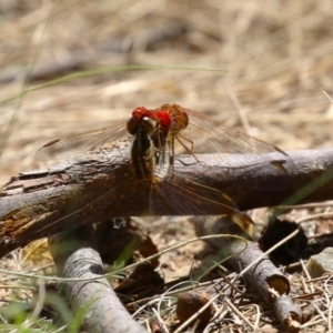 Diplacodes haematodes at Gordon, ACT - 2 Mar 2023