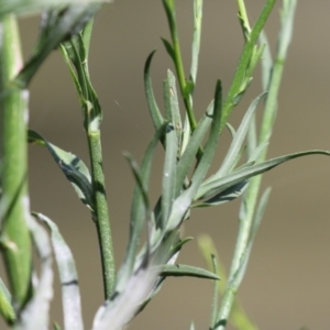 Symphyotrichum subulatum at Gordon, ACT - 2 Mar 2023