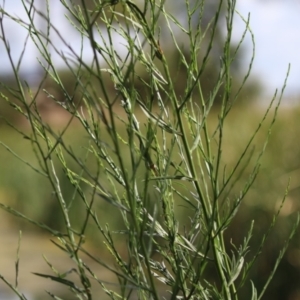 Symphyotrichum subulatum at Gordon, ACT - 2 Mar 2023