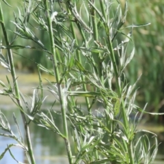 Symphyotrichum subulatum at Gordon, ACT - 2 Mar 2023