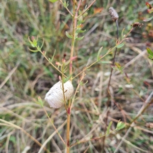 Mantidae (family) at Jerrabomberra, ACT - 22 Feb 2023