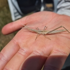 Acrida conica (Giant green slantface) at Lawson North Grasslands - 20 Feb 2023 by Kym