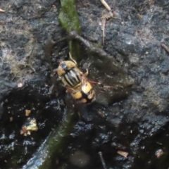 Eristalinus punctulatus (Golden Native Drone Fly) at Gordon, ACT - 2 Mar 2023 by RodDeb