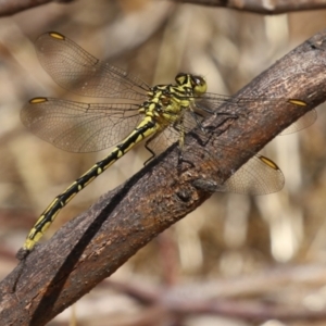 Austrogomphus guerini at Gordon, ACT - 2 Mar 2023 11:43 AM