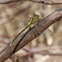 Austrogomphus guerini at Gordon, ACT - 2 Mar 2023 11:43 AM