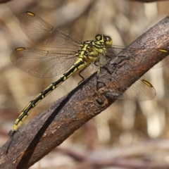 Austrogomphus guerini at Gordon, ACT - 2 Mar 2023 11:43 AM