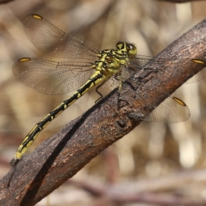 Austrogomphus guerini at Gordon, ACT - 2 Mar 2023