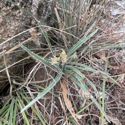 Plantago gaudichaudii (Narrow Plantain) at Sweeney's TSR - 1 Mar 2023 by JaneR