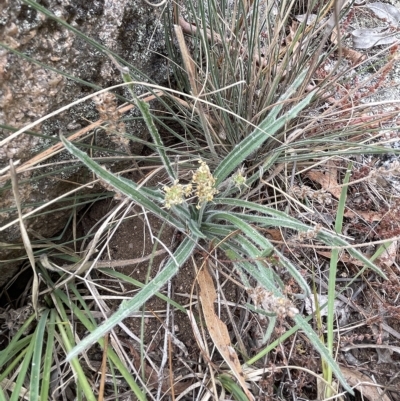 Plantago gaudichaudii (Narrow Plantain) at Sweeney's Travelling Stock Reserve - 28 Feb 2023 by JaneR