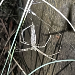 Deinopidae (family) (Net-casting Spider) at Mount Ainslie - 2 Mar 2023 by Hejor1