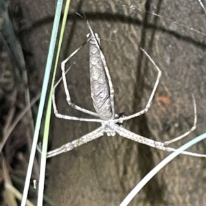 Deinopidae (family) at Campbell, ACT - 2 Mar 2023