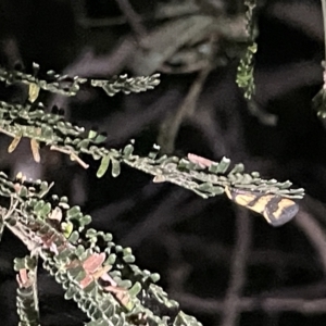 Olbonoma triptycha at Campbell, ACT - 2 Mar 2023 09:10 PM