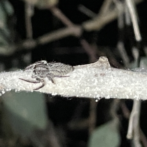 Cytaea severa at Campbell, ACT - 2 Mar 2023 09:04 PM