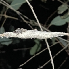 Cytaea severa at Campbell, ACT - 2 Mar 2023 09:04 PM