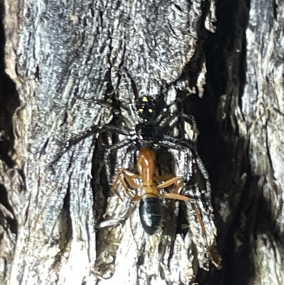 Tharpyna campestrata (Country Crab Spider) at Campbell, ACT - 2 Mar 2023 by Hejor1