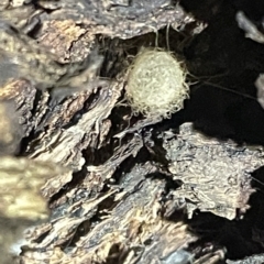 Australomimetus sp. (genus) (Unidentified Pirate spider) at Mount Ainslie - 2 Mar 2023 by Hejor1