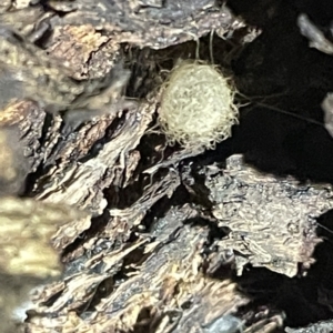 Australomimetus sp. (genus) at Campbell, ACT - 2 Mar 2023 08:52 PM