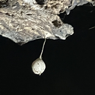 Philoponella congregabilis (Social house spider) at Mount Ainslie - 2 Mar 2023 by Hejor1