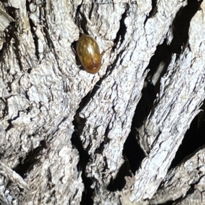 Melolonthinae sp. (subfamily) at Campbell, ACT - 2 Mar 2023