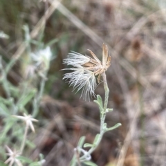 Vittadinia gracilis (New Holland Daisy) at Lake George, NSW - 1 Mar 2023 by JaneR