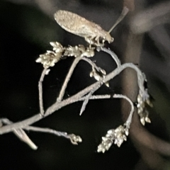 Hemerobiidae sp. (family) (Unidentified brown lacewing) at Campbell, ACT - 2 Mar 2023 by Hejor1