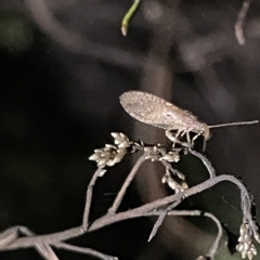 Hemerobiidae sp. (family) at Campbell, ACT - 2 Mar 2023 08:40 PM