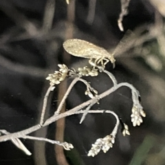 Hemerobiidae sp. (family) at Campbell, ACT - 2 Mar 2023 08:40 PM