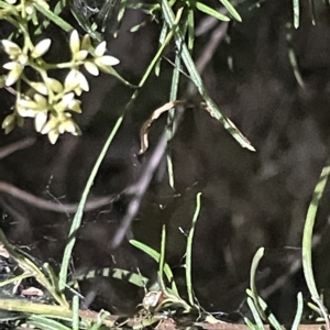 Theridion pyramidale at Campbell, ACT - 2 Mar 2023