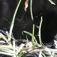 Theridion pyramidale at Campbell, ACT - 2 Mar 2023