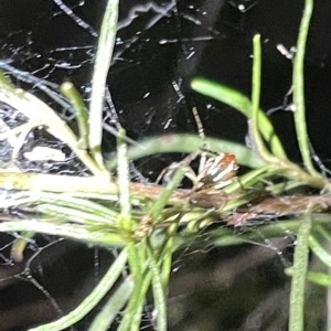 Theridion pyramidale at Campbell, ACT - 2 Mar 2023