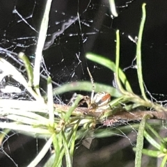 Theridion pyramidale at Campbell, ACT - 2 Mar 2023