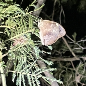 Heteronympha merope at Campbell, ACT - 2 Mar 2023