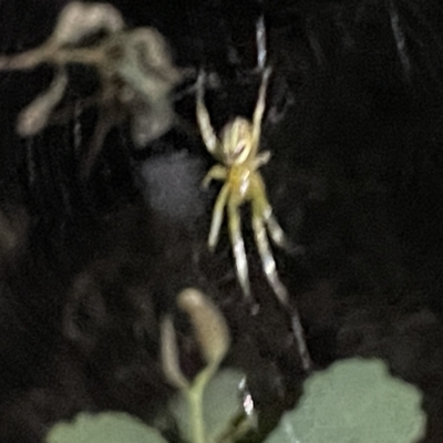 Phonognatha graeffei (Leaf Curling Spider) at Mount Ainslie - 2 Mar 2023 by Hejor1